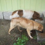 Futterstelle für Hunde