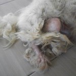 16 10 12 verletzter Hund 1