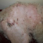 16 10 12 verletzter Hund