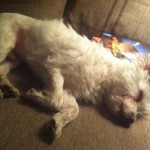16 10 12 verletzter Hund 2