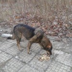 Futterstelle für Hunde