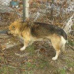 Futterstelle für Hunde
