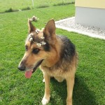 Willi