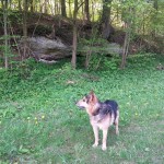 Willi