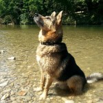 Willi