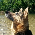 Willi