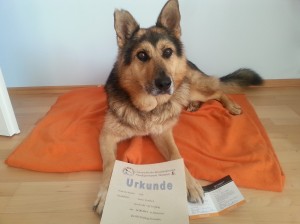 Willi mit Begleithundezertifikat