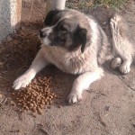 Futterstelle für Hunde