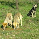 Futterstelle für Hunde