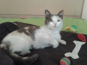 Sterilisierte Katze in Bulgarien