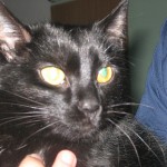 Shiva 2