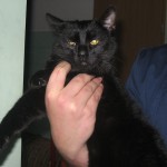Shiva 3