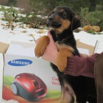 Puppy_saved