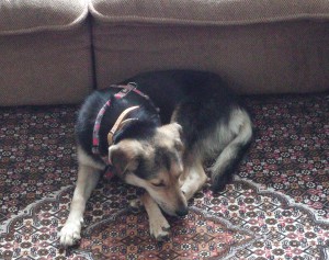 Nelly_20150627_130912