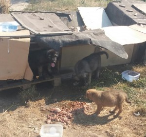 10_Puppies_20150717_163017-1