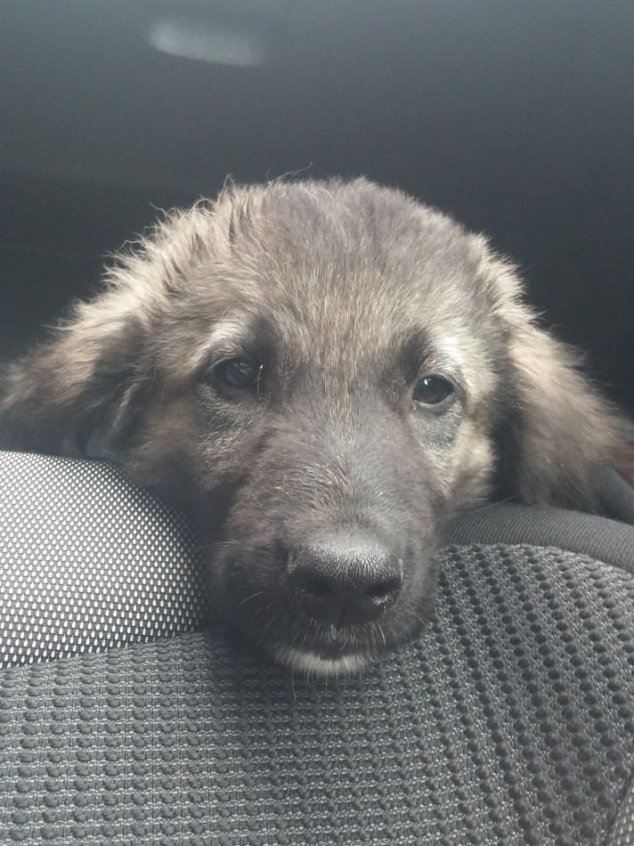 11. Hundekind gerettet