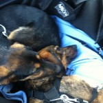 Billy & Shila erschoepft nach dem Wandern