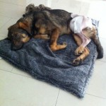 Billy nach der OP