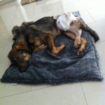 Billy nach der OP