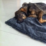 Billy nach der OP
