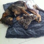 Billy nach der OP