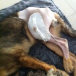 Billy nach der OP