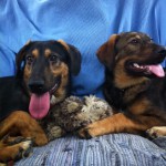 Billy und Shila zusammen auf Pflege