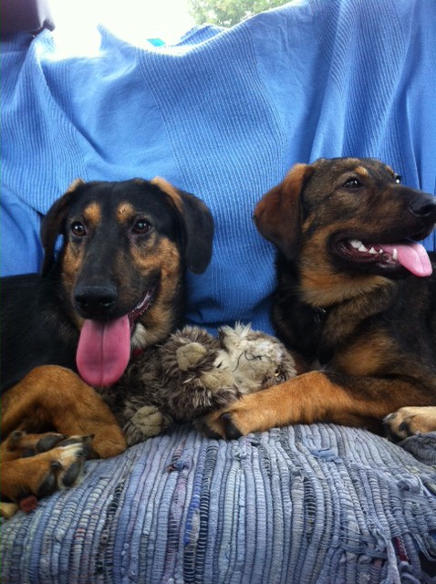 Billy und Shila zusammen auf Pflege