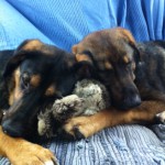 Billy und Shila zusammen auf Pflege