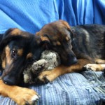 Billy und Shila zusammen auf Pflege