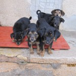 5 gerettete Welpen