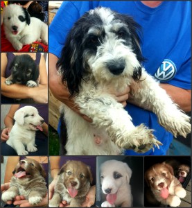 Collage-Maza-Babies