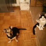 Smoky mit Freund Puma