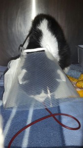 Smoky bei der Transfusion