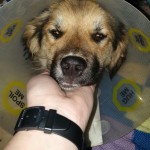 Peggy nach erfolgreicher Amputation