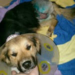 Peggy nach erfolgreicher Amputation
