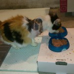 Misty's 1. Nacht zu Hause nach der OP