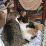 Misty & Rocky bei der gemeinsamen Toilette