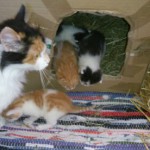 Misty's Babies