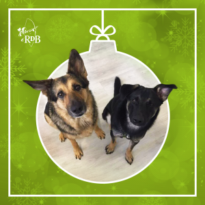 RDB Adventkalender Hunde