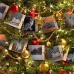 Weihnachtswünsche Katzen