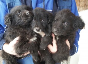 Angels gerettete Welpen