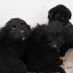 Angels gerettete Welpen