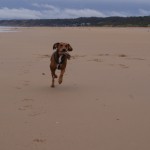 Chester in der Normandie