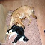 Didi und Micia