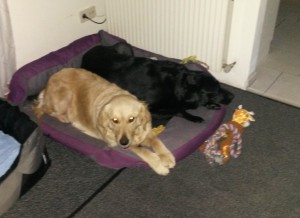 Angel und Nora