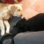 Angel und Nora