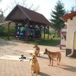 Didy & Ogy und ihr Rudel