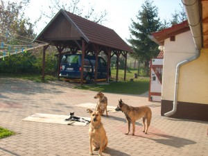 Didy & Ogy und ihr Rudel