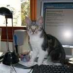 Cilli